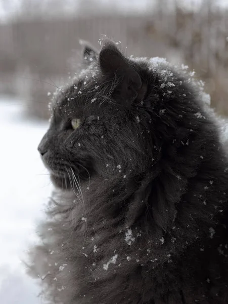 Big gray Maine Coon sits outdoor in winter, it is snowing, snowflakes fall on the fur. — Stock Photo, Image