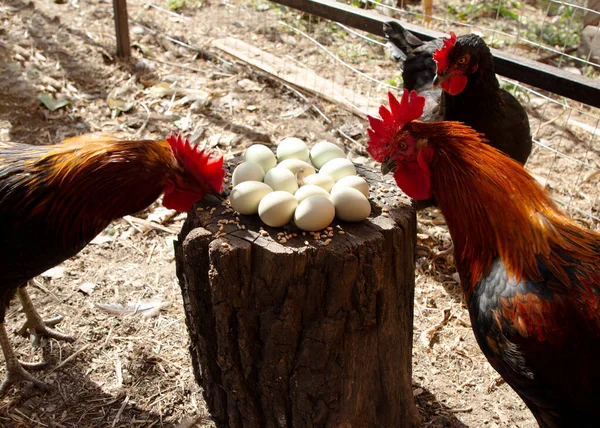 Un gallo y una gallina están cerca de un nido con huevos de pollo. Aves de corral en el patio trasero. Eco granja. —  Fotos de Stock