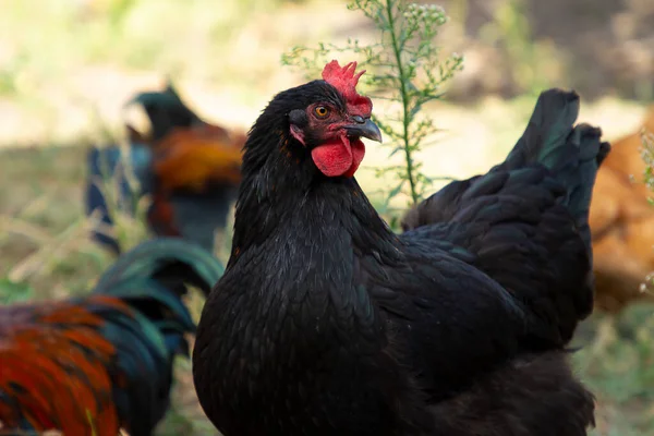 Un pollo negro de la raza Maran está parado en un césped en la hierba. Aves de corral en el patio. Eco granja. Agricultura ecológica. —  Fotos de Stock