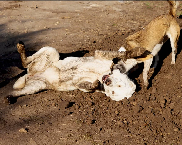 Fight dogs. A dog bites another dog. Aggressive dog. Fghting white alabay and stray dogs.