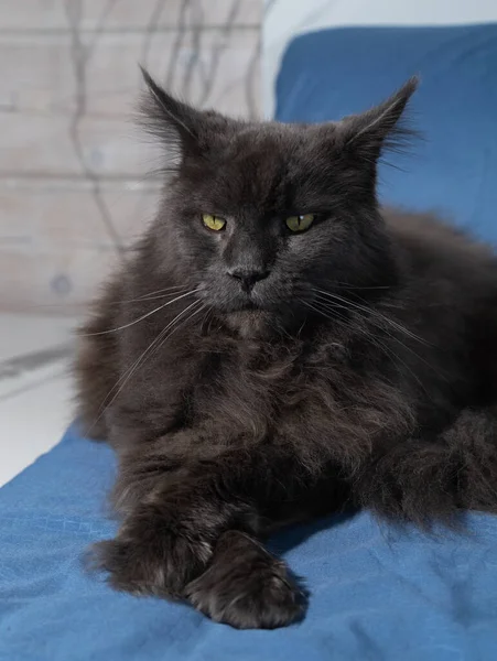 회색메인 고양이가 — 스톡 사진