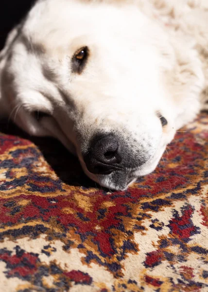 stock image White Central Asian Shepherd Dog Alabai lies on the carpet. Wet nose of a dog close-up. National Lumpy Rug Day concept.