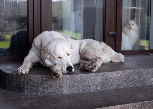 白い中央アジアの羊飼い犬アラバイは家のポーチにあります 白いネズミの猫が窓の外に腰を下ろして通りを眺めている 国立ペット月間のコンセプト — ストック写真