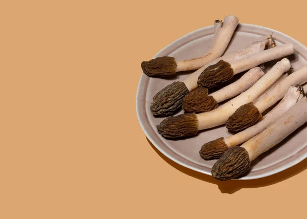 Spring wild morel mushrooms or Morchella conica. They are loaded with all kinds of vitamins and minerals, high in antioxidants, low in calories, and high in fiber and protein.