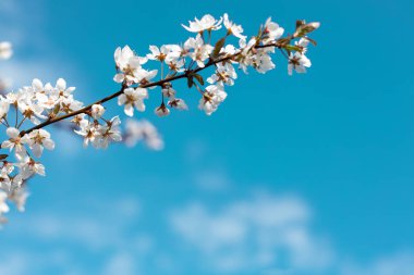 Mavi gökyüzü arka planında güzel pembe taç yapraklarıyla birlikte kayısı çiçekleri açar..