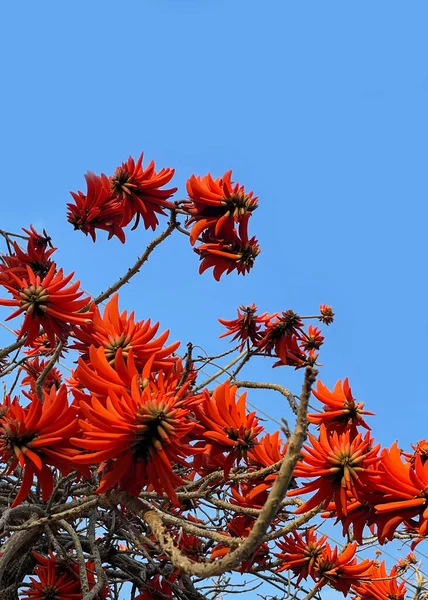 Λαμπερά κόκκινα εντυπωσιακά λουλούδια της Ερυθραίας ενάντια στον γαλάζιο ουρανό. Η Erythrina corallodendron, το κόκκινο φασόλι, είναι ένα είδος ανθοφόρου φυτού της οικογένειας Fabaceae. — Φωτογραφία Αρχείου