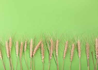 Haç şeklinde bir delikte kağıt kesilmiş buğday taneleri ve kulaklar. Çölyak Hastalığı Aylık Farkındalığı. Boşluğu kopyala