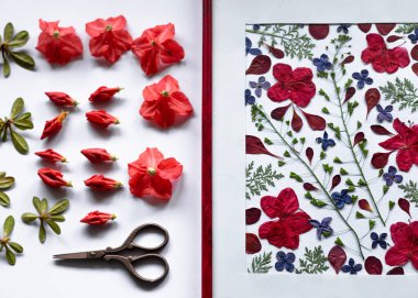 Azalea çiçekleri ve tomurcukları botanik bir resmin arka planında basılmaya hazırlandı. Kurumuş açelya çiçekleri. Kırmızı çiçeklerin tek renkli kompozisyonu. Yaratıcı iç tasarım.