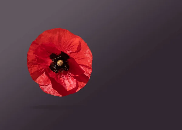 Poppy Bloem Zwevend Een Zwarte Achtergrond Creatief Concept Wenskaart Voor — Stockfoto