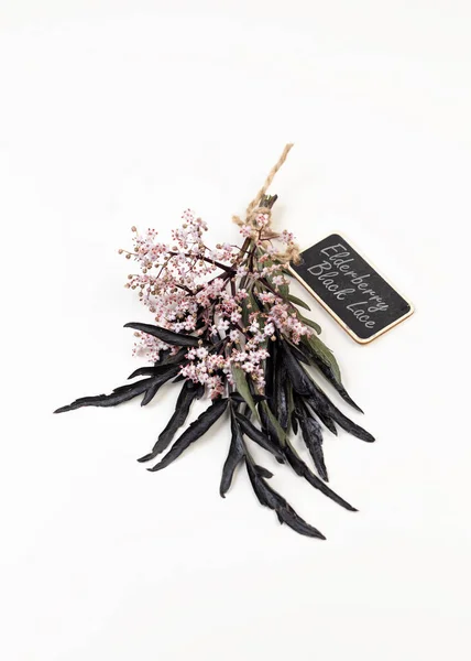 Branch Flowering Black Lace Elderberry Wooden Label Name Plant Natural — Foto de Stock
