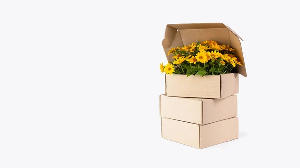 Bukiet Kwiatã Silphium Pudełku Tekturowym Włókna Roślinne Silphie Wykorzystują Produkcji — Zdjęcie stockowe
