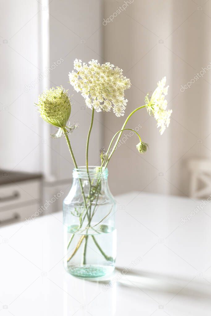 Daucus carota White wildflowers umbellate inflorescence in a glass vase on a white background. Vertical shot