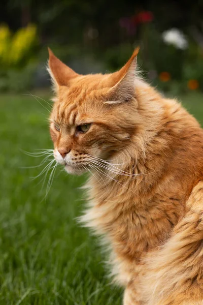 Dospělá Červená Maine Mýval Kočka Sedí Pozadí Zelené Trávy Trávníku — Stock fotografie