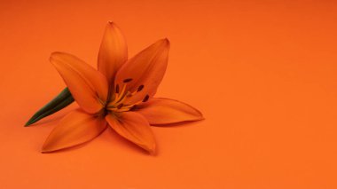 Composition with beautiful blooming orange tiger lily flowers on orange color background. Copy space