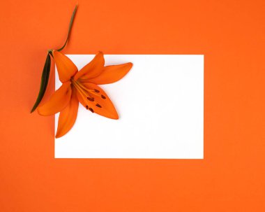 Composition with beautiful blooming orange tiger lily flowers on orange color background. Copy space