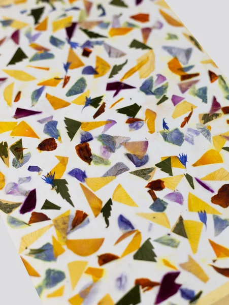 Contemporary Botanical Art Pressed Flowers Oshibana Geometrical Composition Dried Plants — Stockfoto
