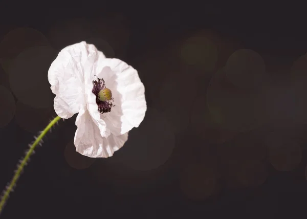 White Poppy Floweron Black Background Creative Concept Greeting Card Memorial — Zdjęcie stockowe