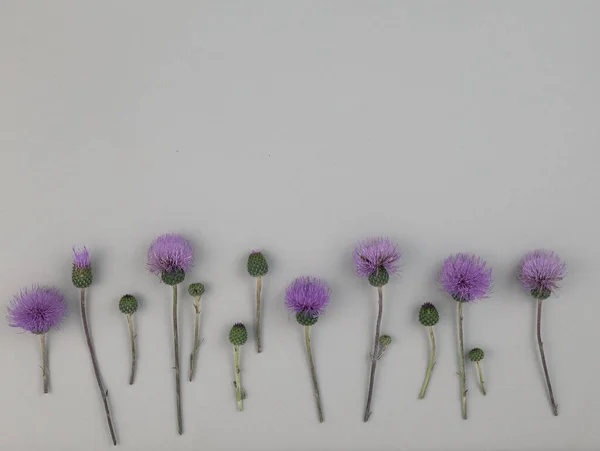 Minimalist composition Floral pattern of purple milk thistle flowers spikes on gray background. Flat lay, top view.