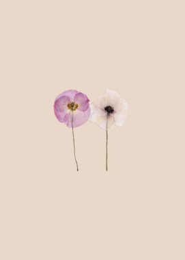 Composition of dried pressed Poppy flowers on a beige background. Creative concept greeting card for Memorial Day, Anzac Day, Remembrance day. Copy space.