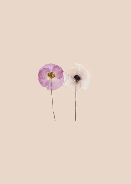 Composition Dried Pressed Poppy Flowers Beige Background Creative Concept Greeting — Stock Photo, Image