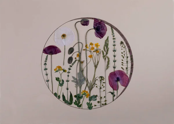 Contemporary botanical art of pressed flowers. Pressed floristry Oshibana. Round Geometrical Composition with dried Poppy flowers. Poster idea for interior design.