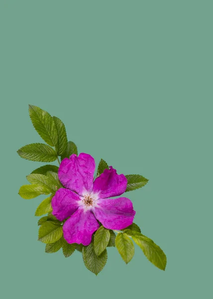 Wild rose is floral emblem of Alberta province. greeting card, copy space. Heritage Day in Alberta concept.