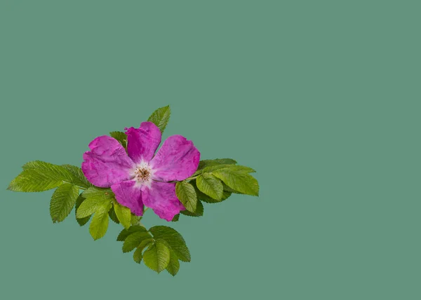 Wild rose is floral emblem of Alberta province. greeting card, copy space. Heritage Day in Alberta concept.