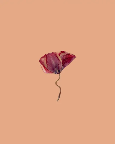 Minimalistic Composition Dried Pressed Tulip Flower Beige Background Creative Concept — 스톡 사진