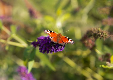 Butterfly sitting on budley flower. Insect in the garden. Autumn background greeting card.