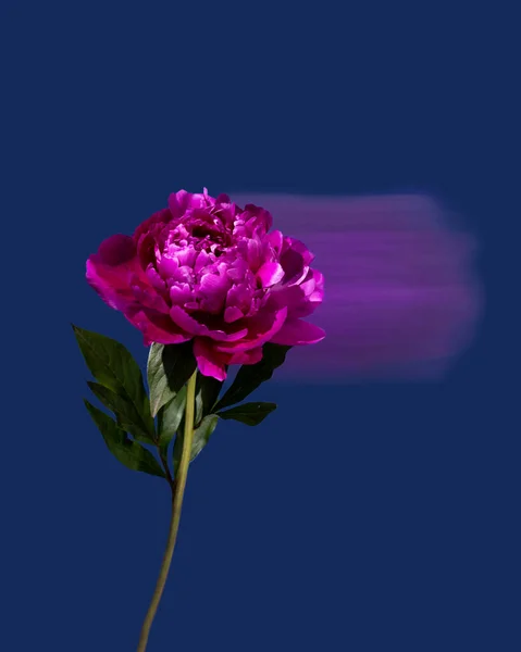 Single Pink Peony Dark Blue Background Long Exposure Selective Focus — Stock Photo, Image