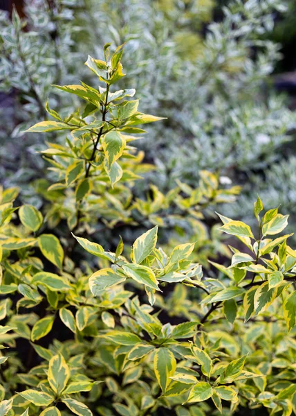Cornus Alba Elegantissima Variegated Yellow Leaves Garden Vertical Shot — стоковое фото