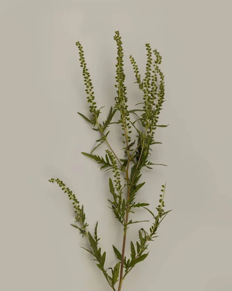 암브로시아 아르테 폴리아 Ambrosia Artemisiifolia 베이지 배경으로 피운다 위드는 알레르기를 — 스톡 사진