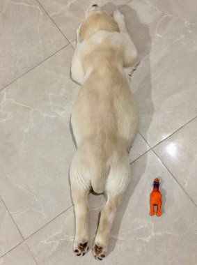 Şirin bir Alabai köpeği doyurucu bir yemekten sonra karnının üstünde uyur. Yakınlarda oyuncak bir tavuk yatıyor. Aynı pozisyonda..