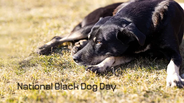 A large black mongrel dog lies on the grass on the lawn. National black dog day concept. Place for text.