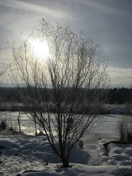 Winterochtend Landschap Zon Achter Bomen Bij Het Meer — Stockfoto