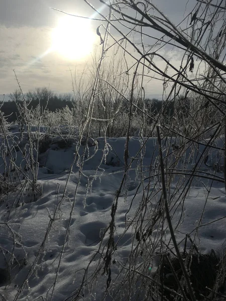 Paisagem Matinal Inverno Sol Atrás Das Árvores Perto Lago — Fotografia de Stock