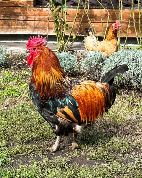 Gallo Rojo Gallina Caminan Sobre Hierba Jardín Xin Xin Dian —  Fotos de Stock