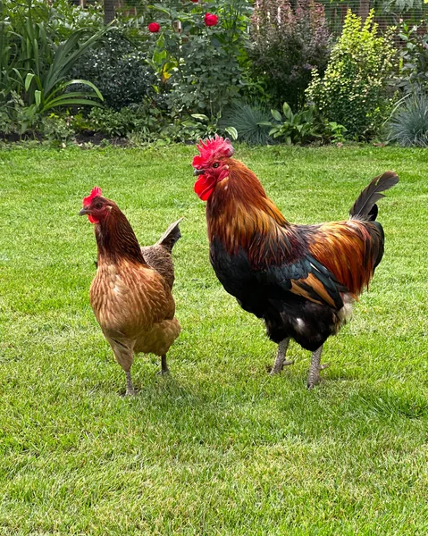 Gallo Rojo Gallina Caminan Sobre Hierba Jardín Xin Xin Dian —  Fotos de Stock