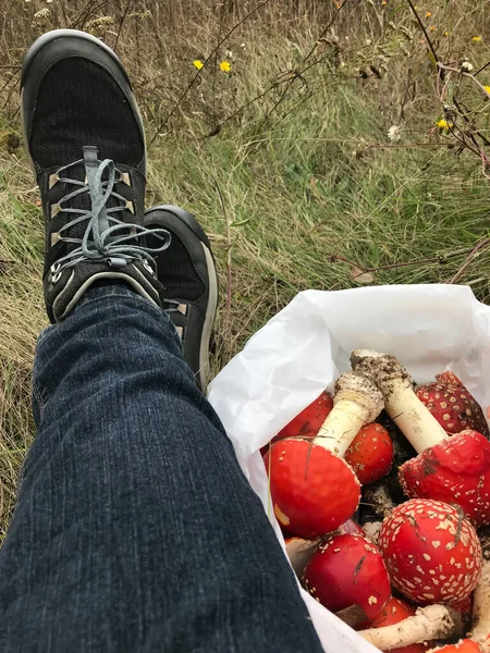 Eine Frau Ruht Gras Neben Einem Sack Fliegenpilze Jagd Auf — Stockfoto