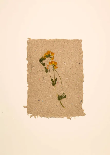 Handmade paper with rough texture and embedded pressed dried flowers, recycled paper. Floral decor to print on the wall. Botanical poster. Modern art. Vertical shot.