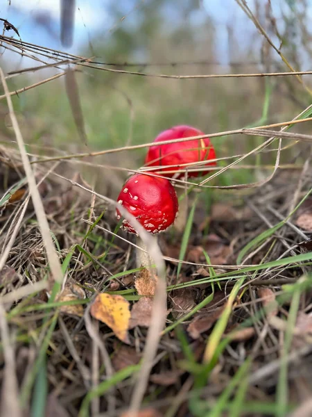 Due Funghi Agarici Mosca Con Berretto Rosso Crescono Nell Erba — Foto Stock