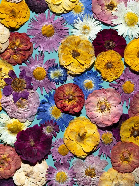 A group of various dried pressed flowers. Basic material for contemporary botanical art. Plants for scrapbooking, wedding invitations, greeting cards, gift box decorations. Top view.