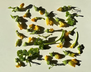 Küçük bir balkabağının taze sarı çiçekleri. Yaz iştahı olarak kızarmış kabak çiçeği..