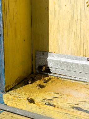 Karavanda çok renkli ahşap arı kovanları. Mobil arılar.