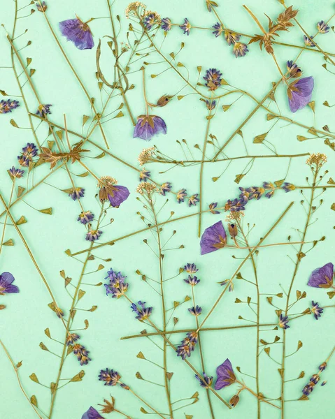 Μοτίβο Λουλουδιών Μια Ομάδα Από Διάφορα Αποξηραμένα Πατημένα Λουλούδια Φόντο — Φωτογραφία Αρχείου