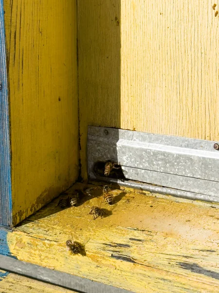 Πολύχρωμα Ξύλινα Μελίσσια Ένα Τρέιλερ Κινητή Μελισσοκομία — Φωτογραφία Αρχείου
