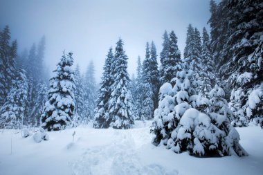 Şiddetli kar fırtınası sırasında karlı köknar ağaçları olan manzara.