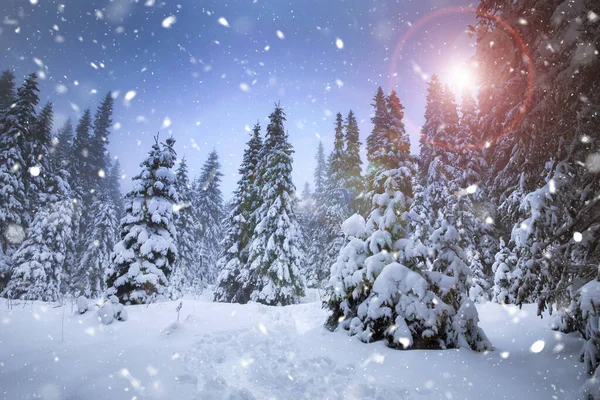 Cenário Fundo Natal Com Abetos Nevados Durante Nevasca Pesada — Fotografia de Stock