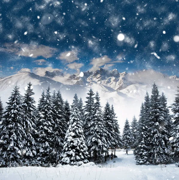 大雪の間に雪のモミの木と風景クリスマスの背景 — ストック写真