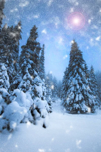 Сценический Рождественский Фон Снежными Елками Время Сильной Метели — стоковое фото